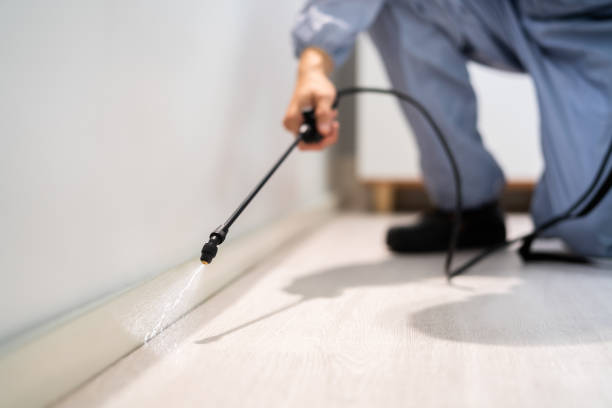 Licensed Wasp Removal service in Almont, MI - Show Me Pest Control